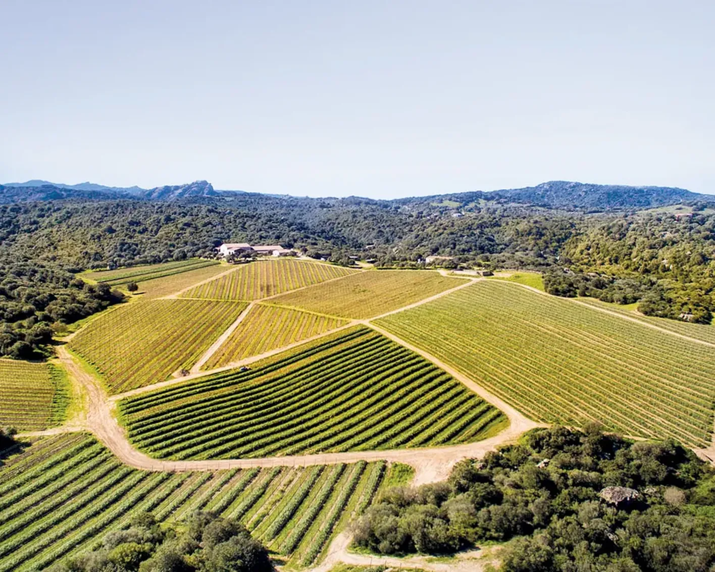 Aerial view of a lush, green vineyard with neat rows of grapevines on hilly terrain. A distant mountain range under a clear blue sky. Tranquil and picturesque.