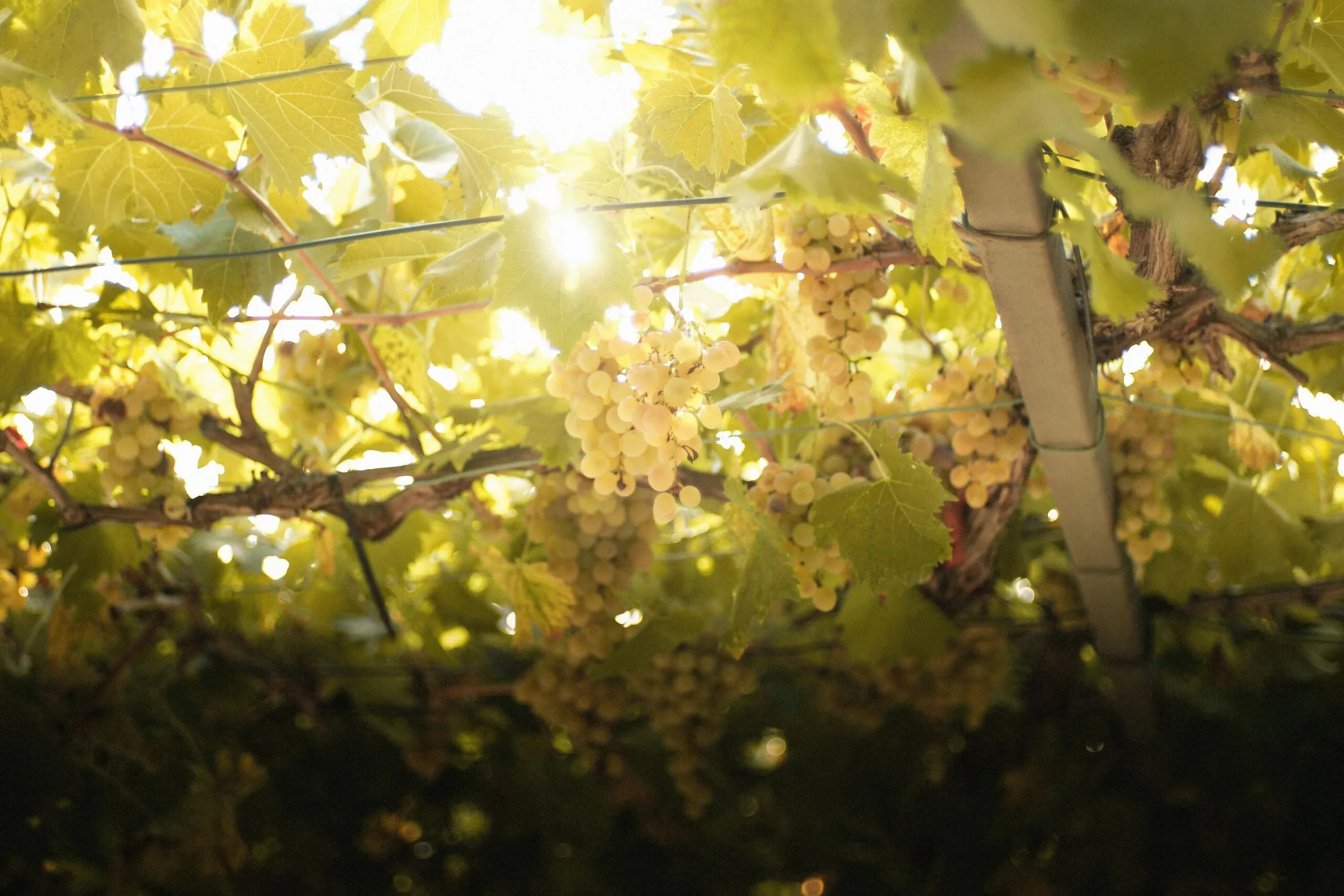 Sunlight filters through lush green grapevines, illuminating clusters of golden grapes hanging from a trellis, creating a warm, serene atmosphere.